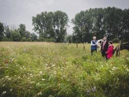 Natur-Blumenwiese Bislicher Inseln Xanten 0624